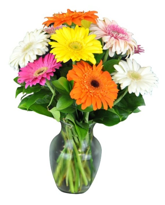 Bright Gerberas