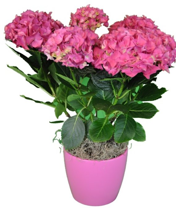 Happy Hydrangea - Pink