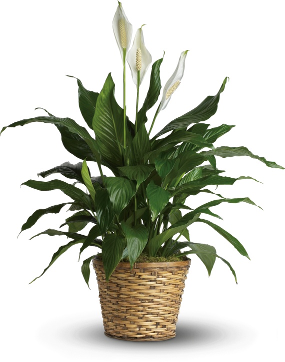 Simply Elegant Spathiphyllum - Medium